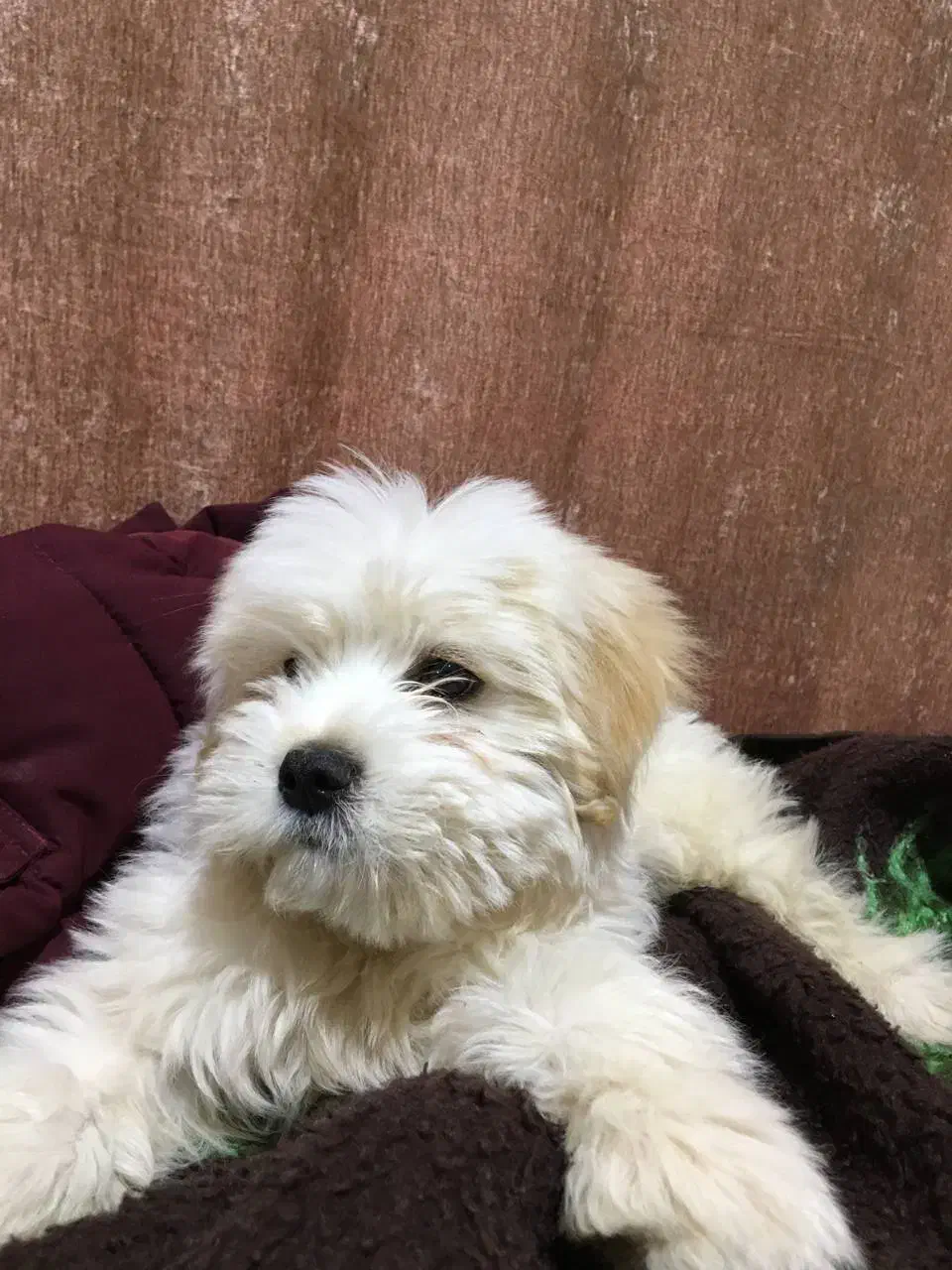 سگ شیتزو|سگ|کرمان, |دیوار