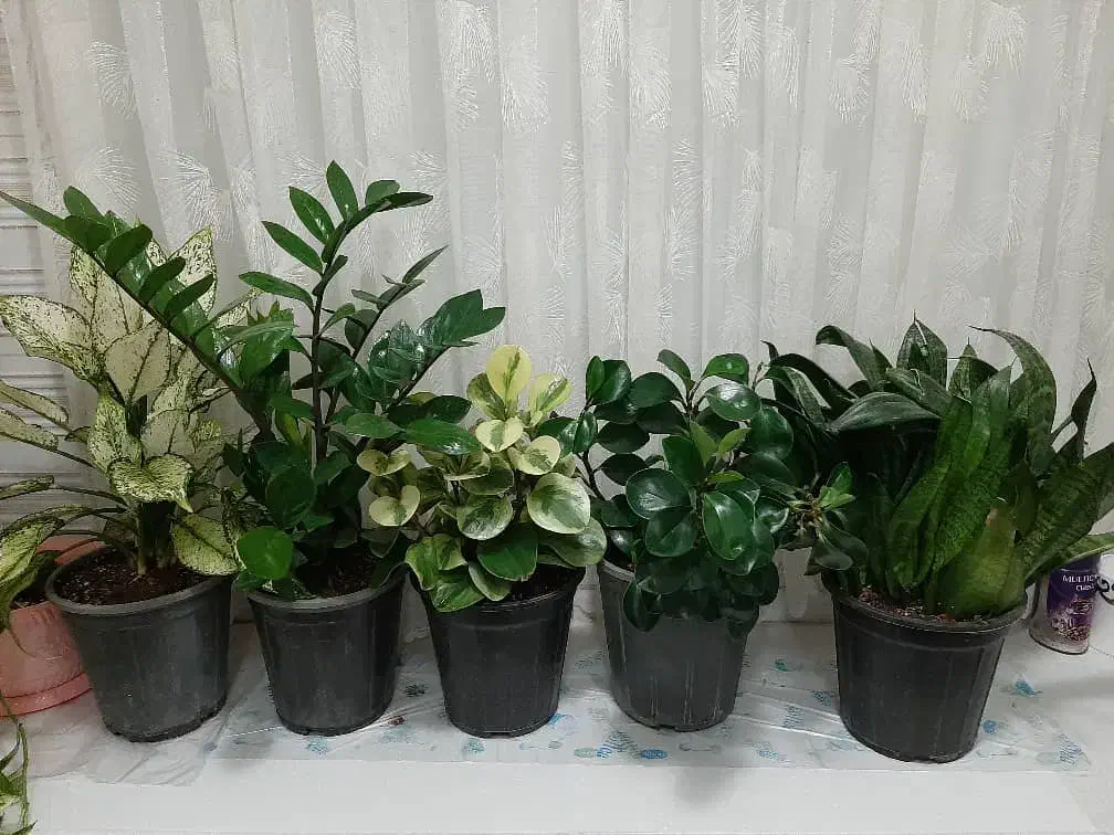 گلهای آپارتمانی زیبا ۳۵۰|گل و گیاه طبیعی|تهران, استقلال|دیوار