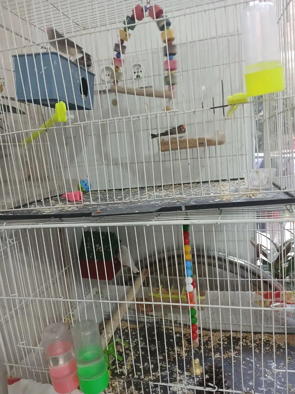 فنچ|پرنده|تربت جام, جامی|دیوار