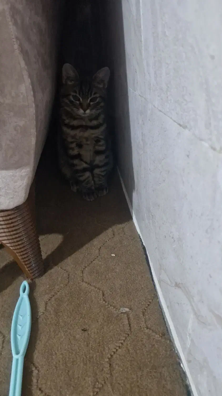 گربه گوگولی|گربه|نیشابور, مدرس|دیوار