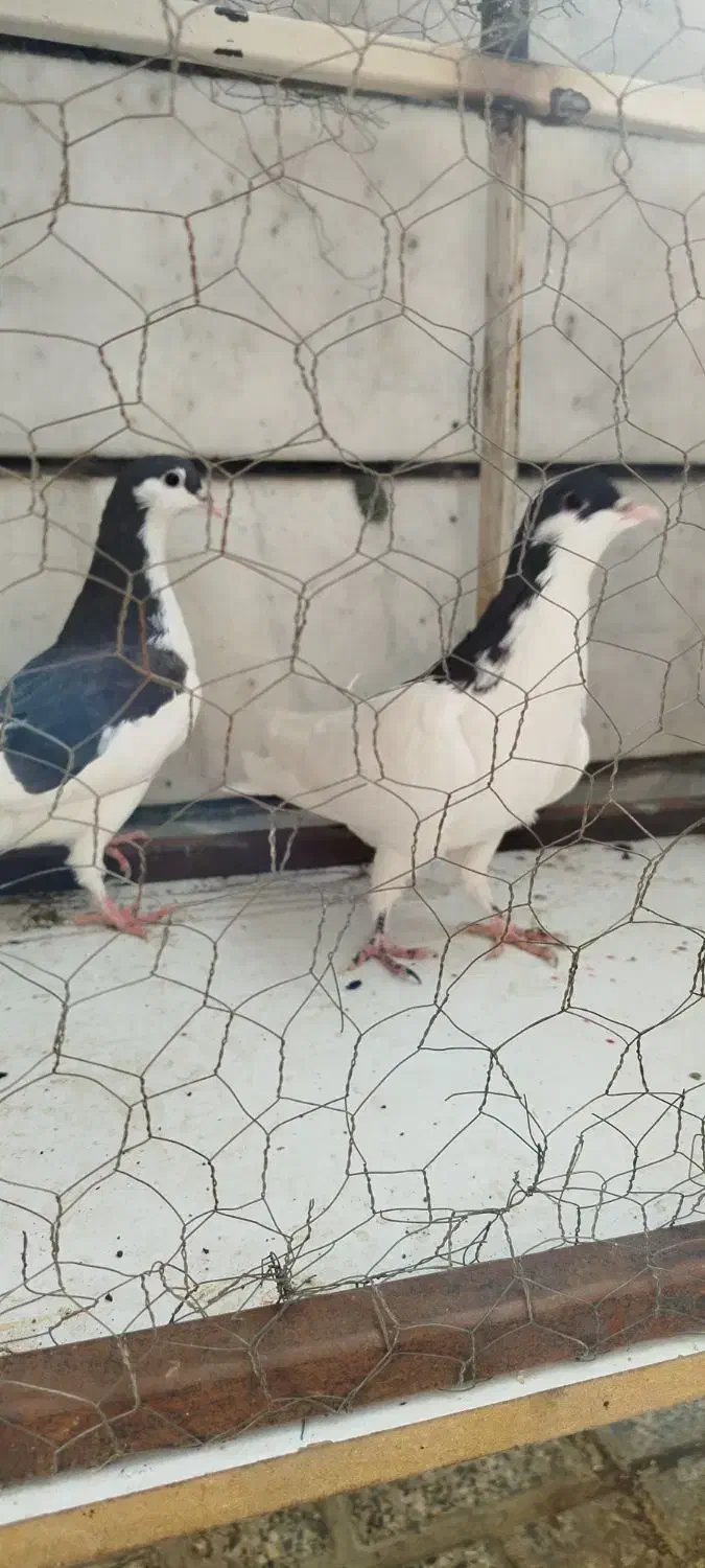 رنگی|پرنده|محمدیه-قزوین, |دیوار