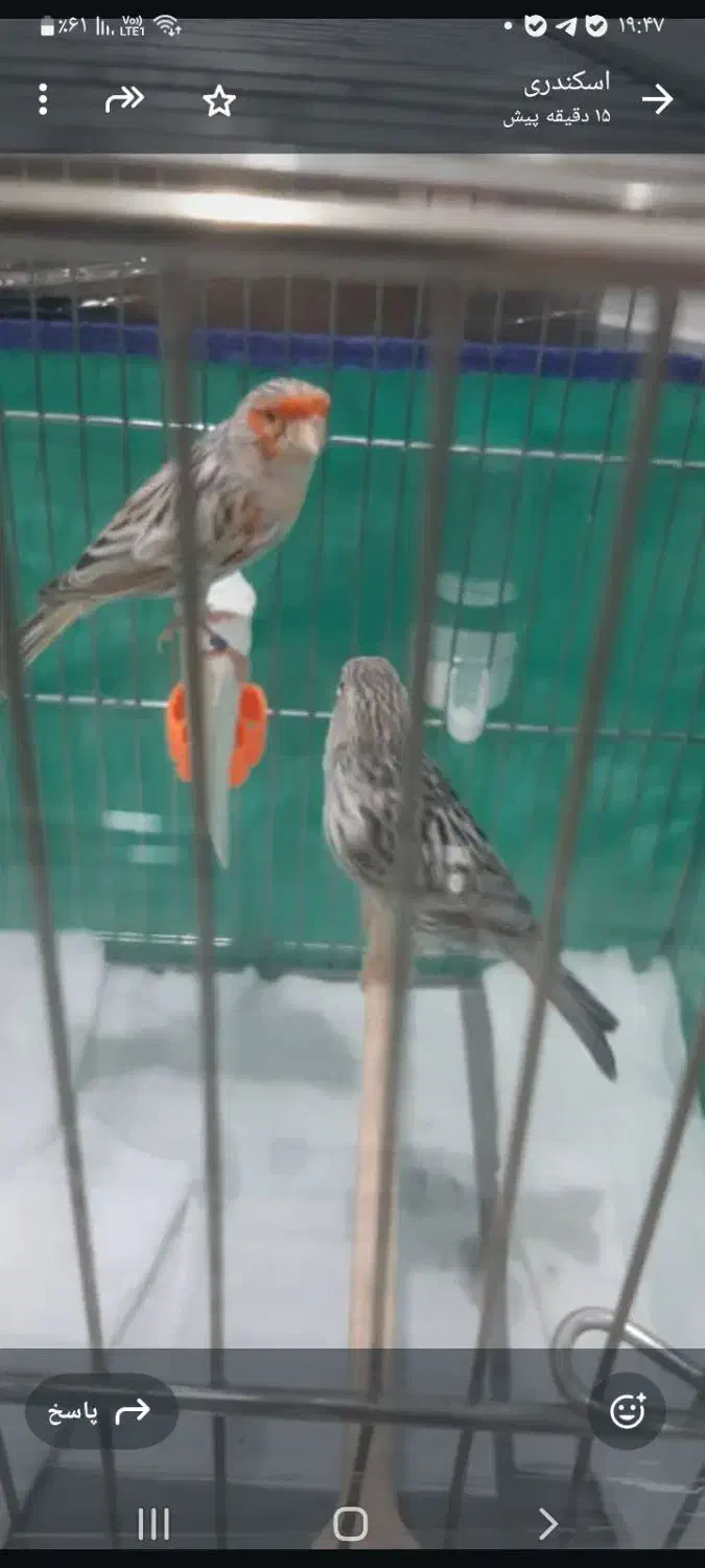 یک جفت قناری توپاژ|پرنده|بندر ماهشهر, |دیوار