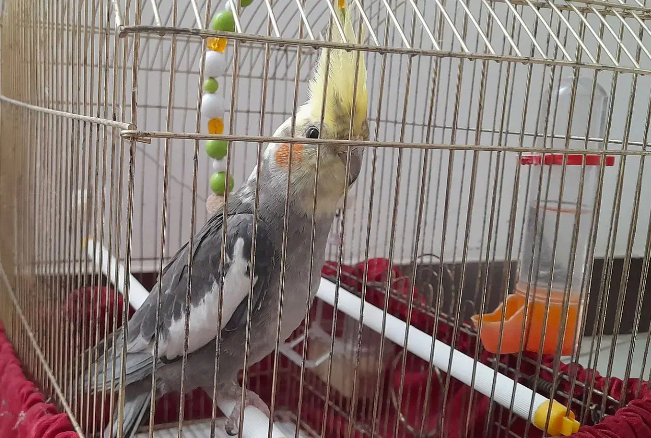 طوطی عروس|پرنده|ساری, |دیوار