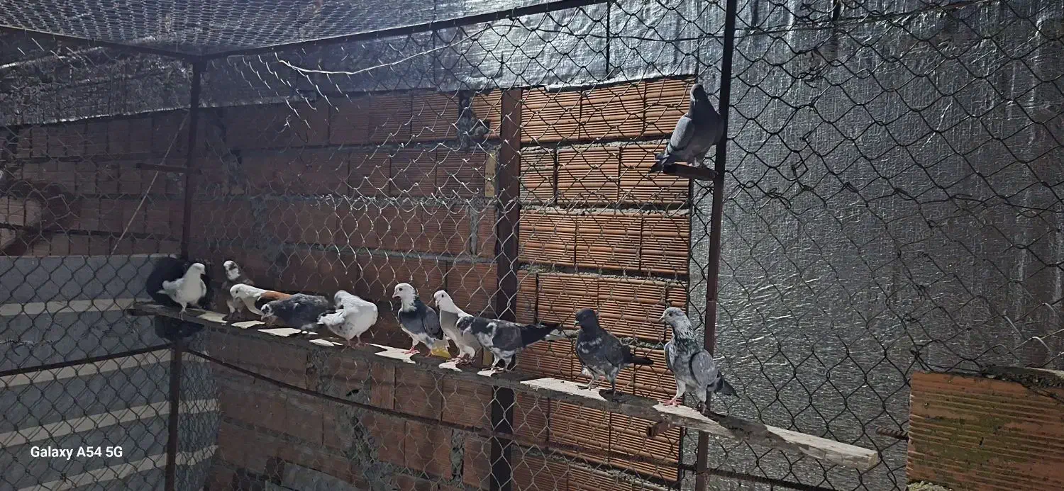 کبوتر پرشی|پرنده|سورک, |دیوار