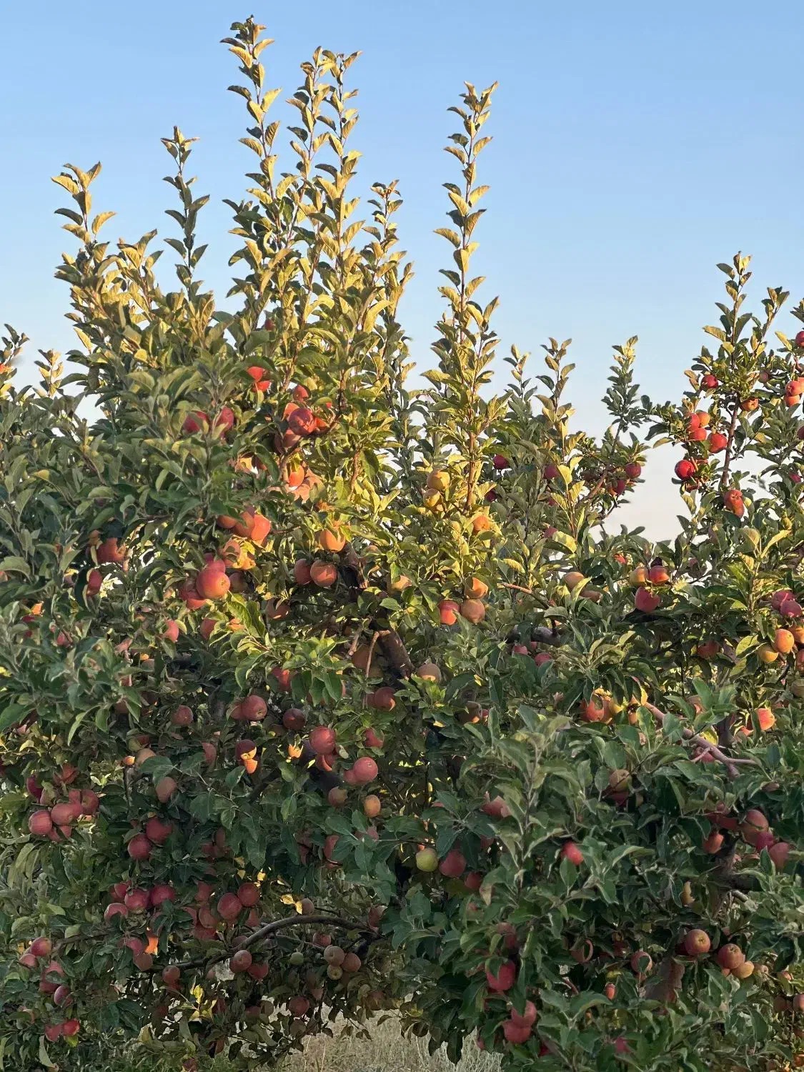 باغ میوه|فروش دفتر صنعتی، کشاورزی، تجاری|یاسوج, |دیوار