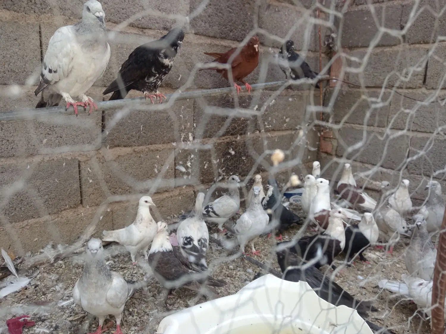 کفتر|پرنده|زرند, |دیوار