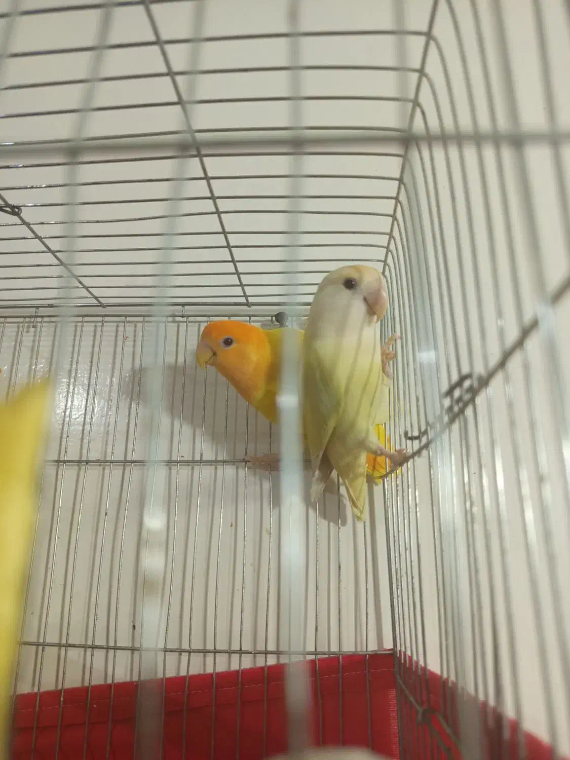 جفت برزیلی مولد|پرنده|ارومیه, |دیوار