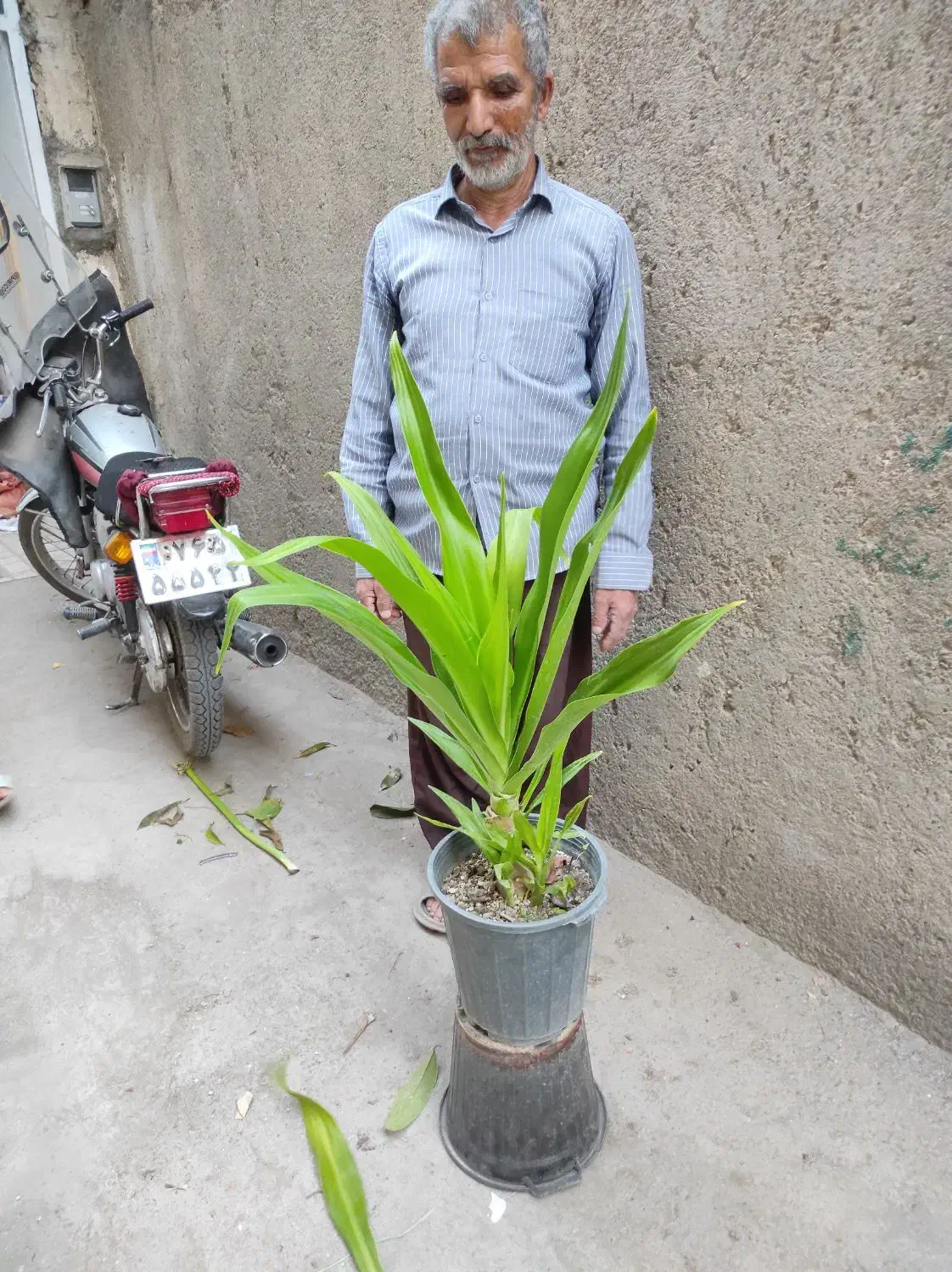 ۲۰ نوع گل  اپارتمانی خاص|گل و گیاه طبیعی|مشهد, رده|دیوار