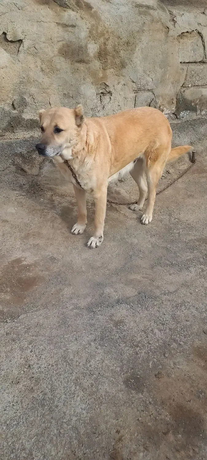 ماده سرابی|سگ|اردبیل, |دیوار