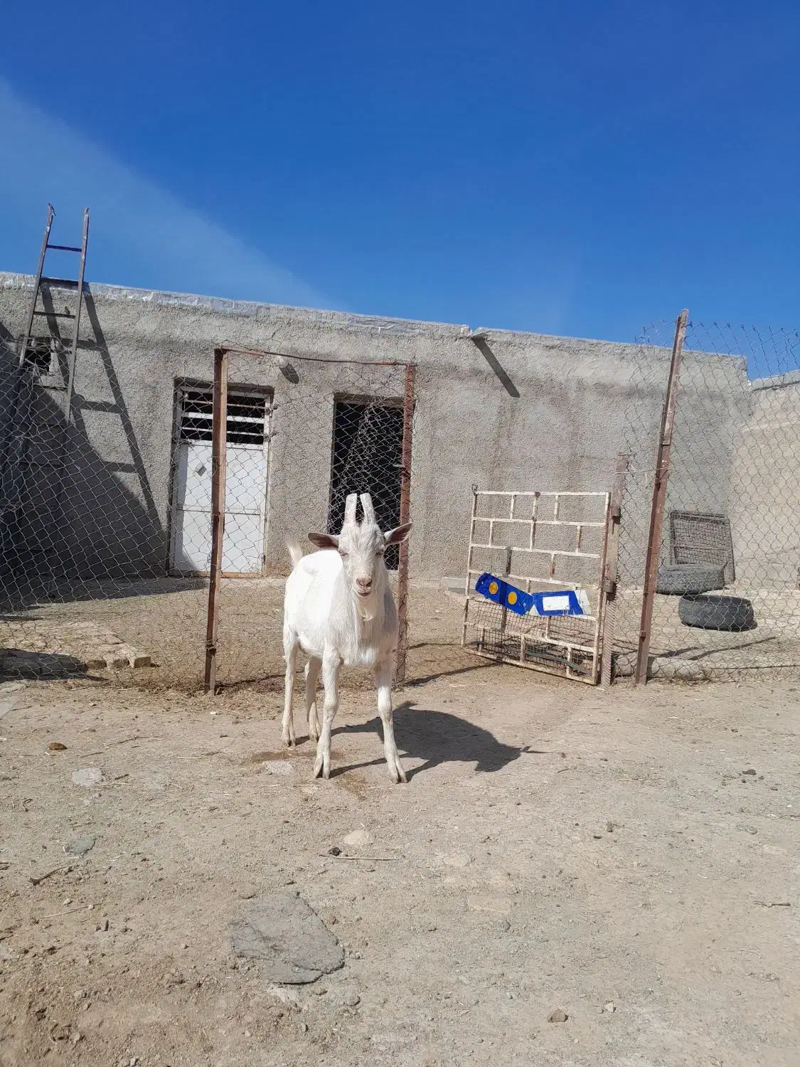 نربزسانن تخمی|حیوانات مزرعه|سلطانیه, |دیوار