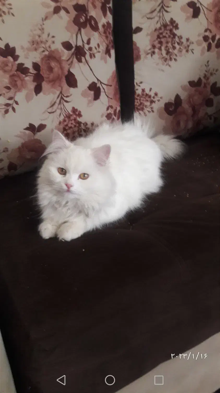 گربه پرشین،قهوه ایی وسفید|گربه|رفسنجان, |دیوار