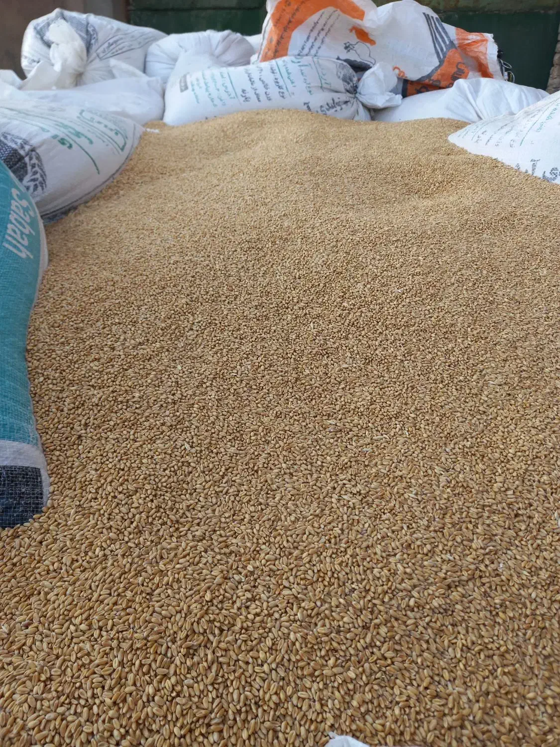 گندم تحویل  با نیسان|خوردنی و آشامیدنی|چناران, |دیوار