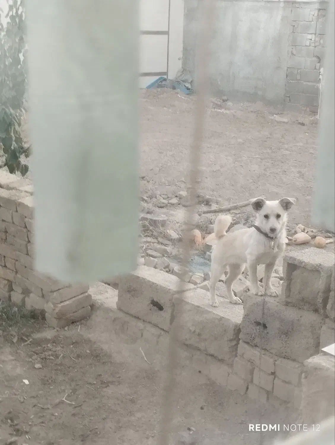 سگ پاکوتا اشپیتز|سگ|میلاجرد, |دیوار