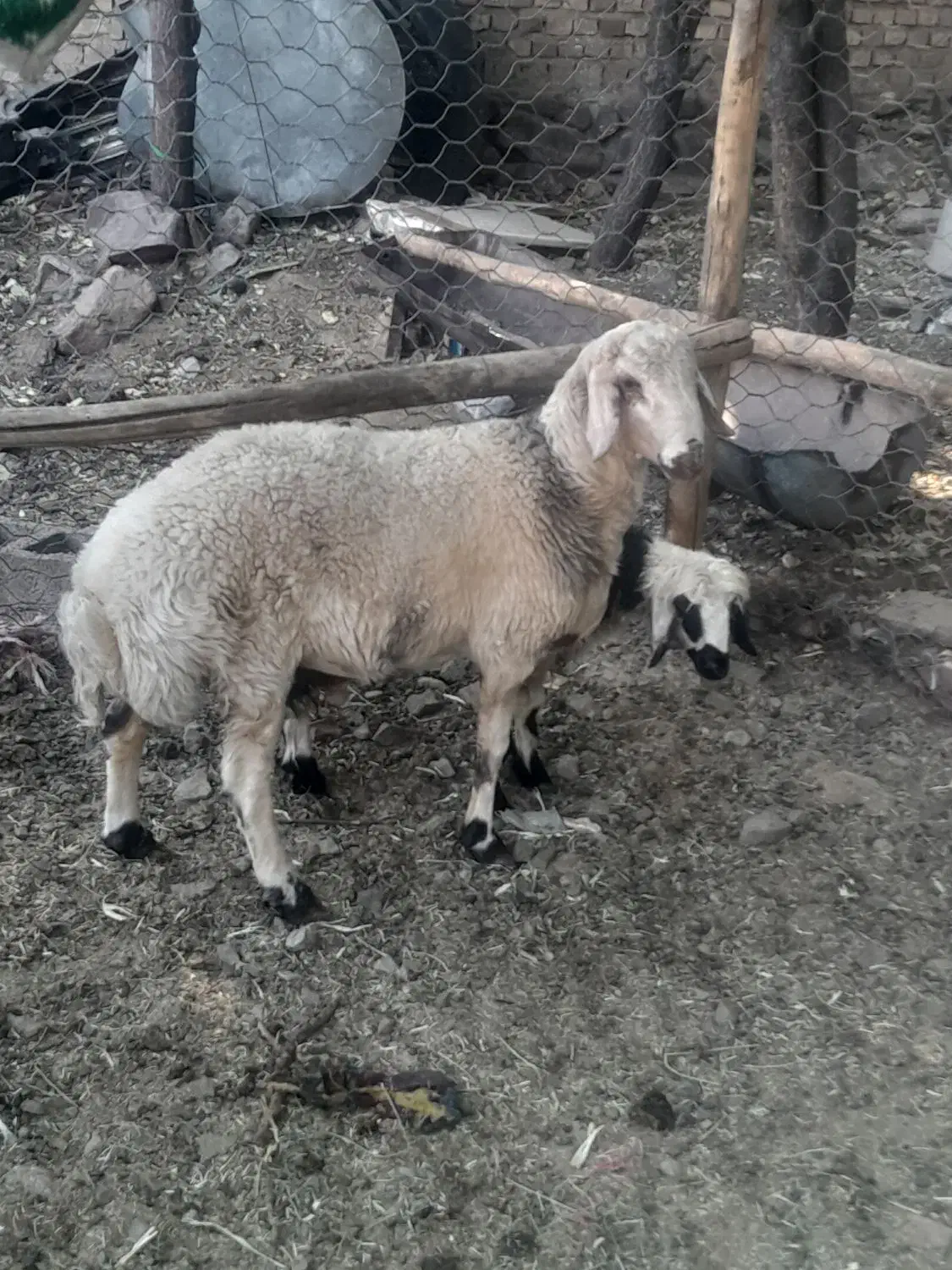 بره نر برا تخم بهترین نژاد و کشتن|حیوانات مزرعه|رابر, |دیوار