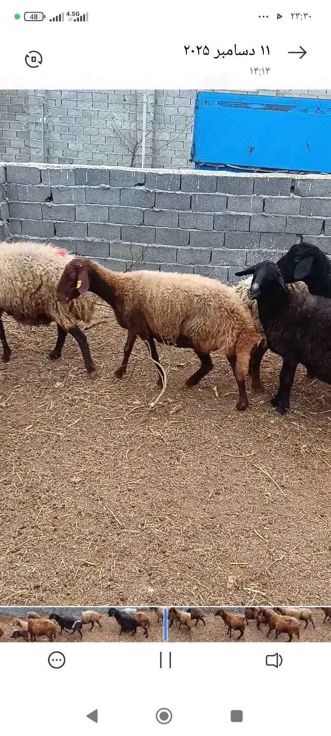 گوسفند ولز با بزغاله|حیوانات مزرعه|نکا, |دیوار