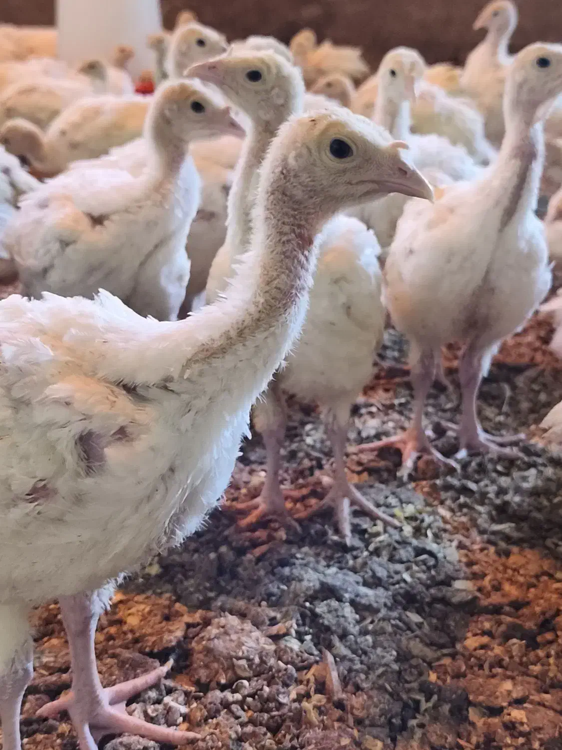 جوجه بوقلمون گوشتی|حیوانات مزرعه|قوچان, |دیوار