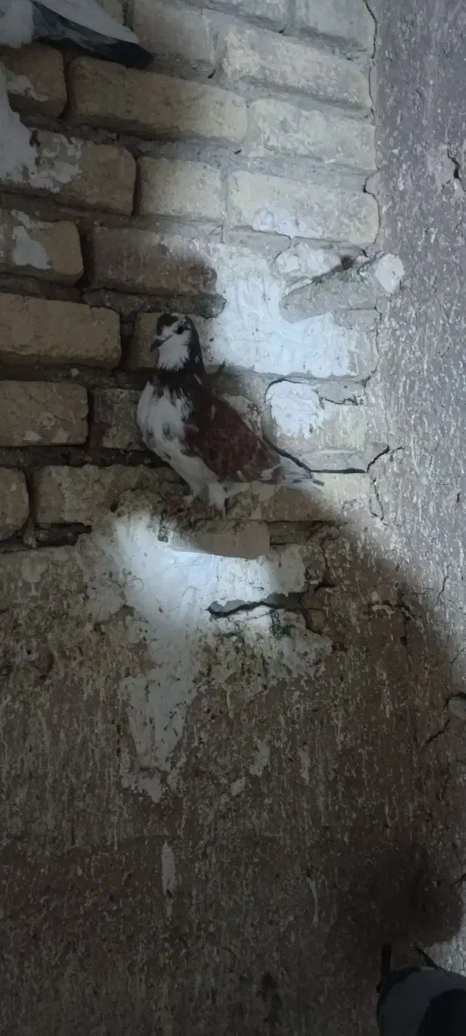 کبوتر|پرنده|بیستون, |دیوار