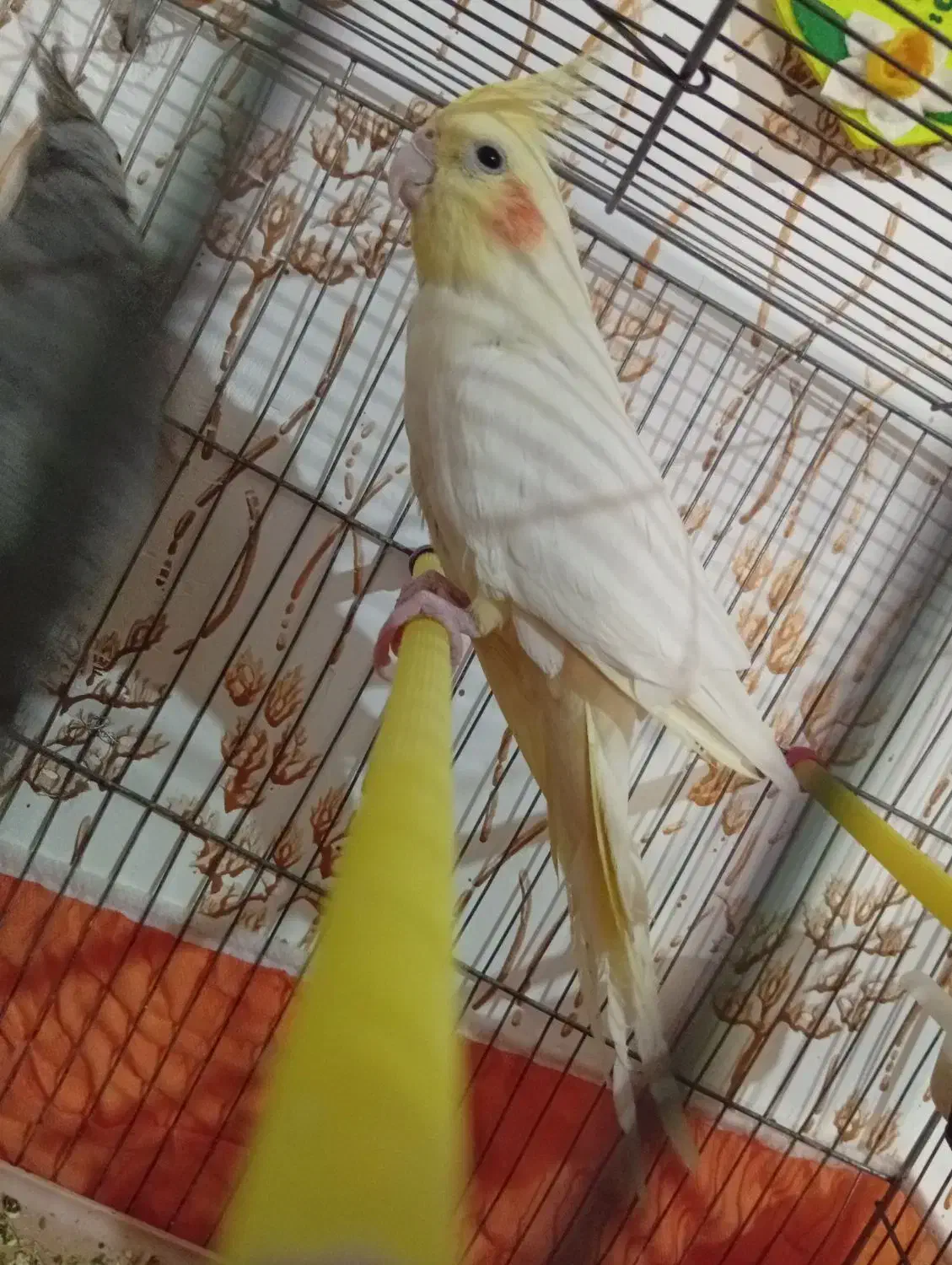 عروس هلندی زیر قیمت|پرنده|خرم‌آباد, |دیوار