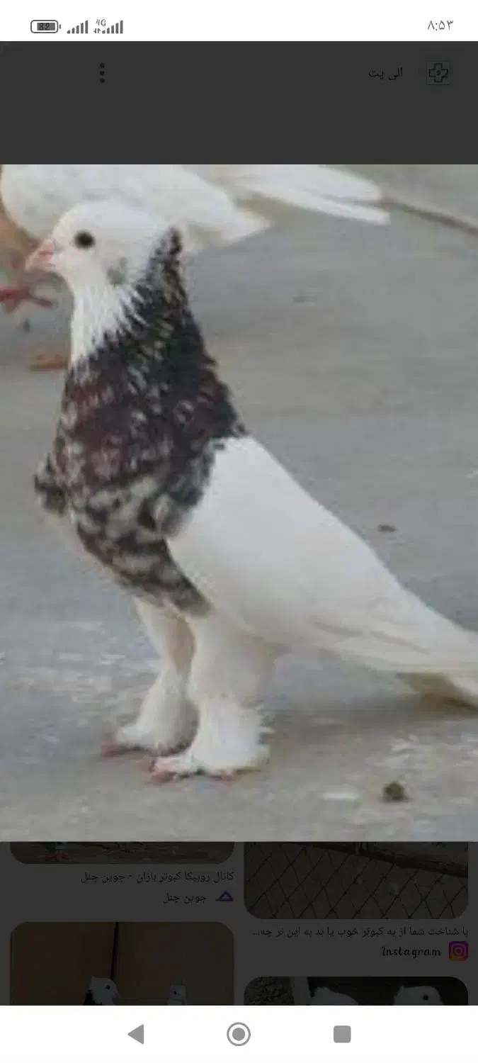 فروش مرغ دیلگونی، کبوتر، بوقلمون|حیوانات مزرعه|بهبهان, |دیوار