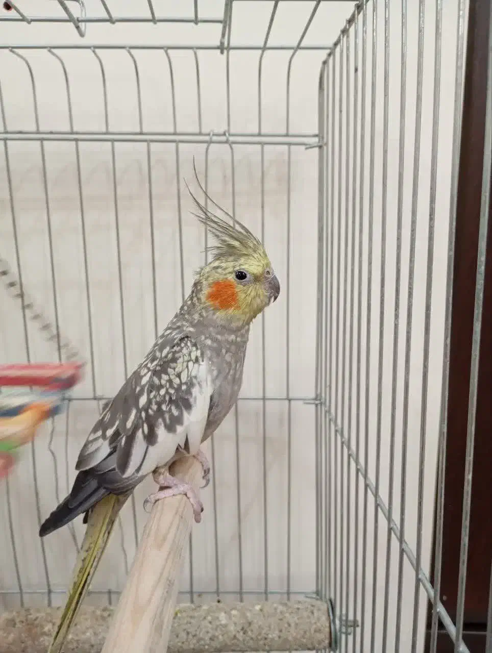 عروس هلندی نر و ماده مولد|پرنده|کرج, شاهین‌ویلا|دیوار