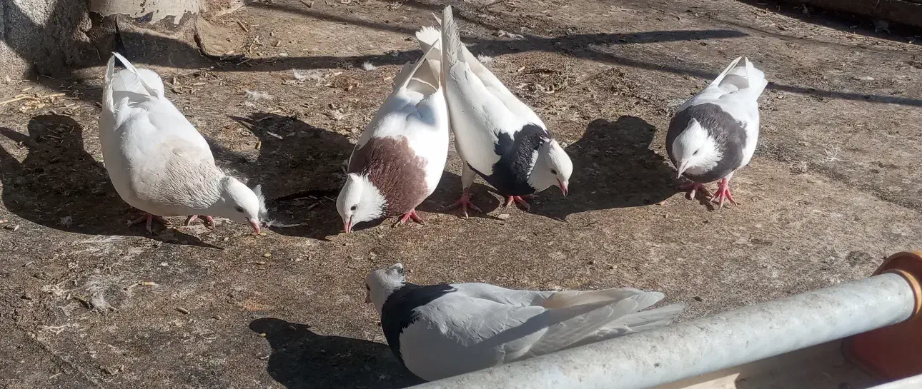 کبوتر طوقی|پرنده|سنندج, |دیوار