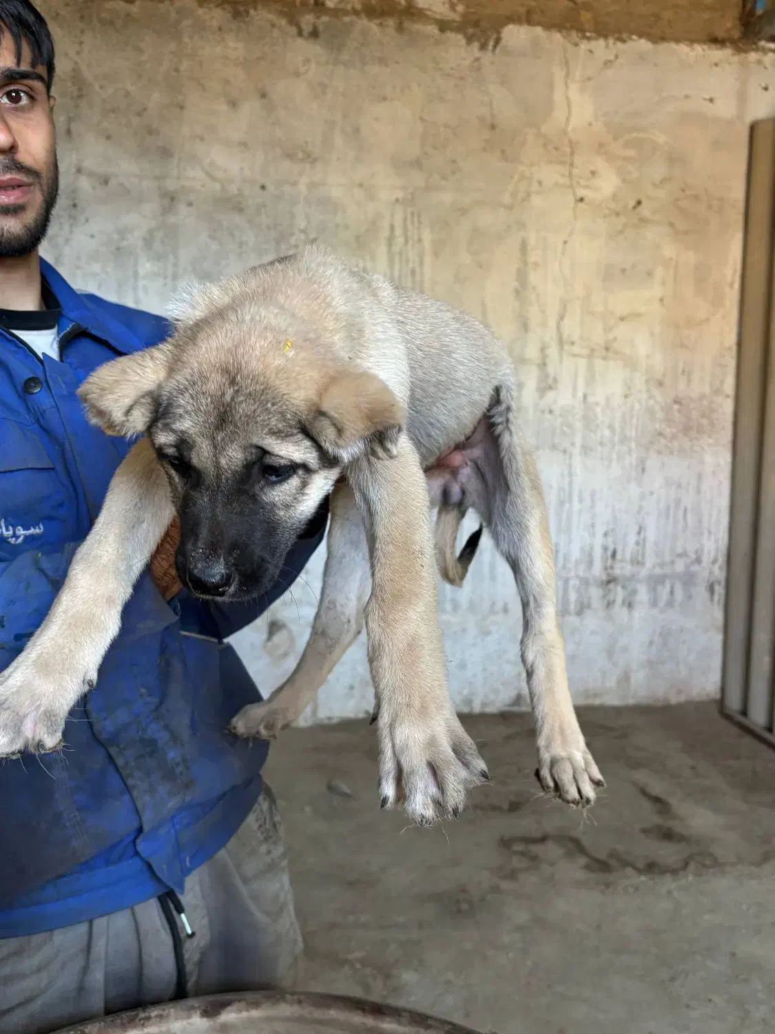 واگذاری توله سرابی|سگ|مشهد, کوی پلیس|دیوار