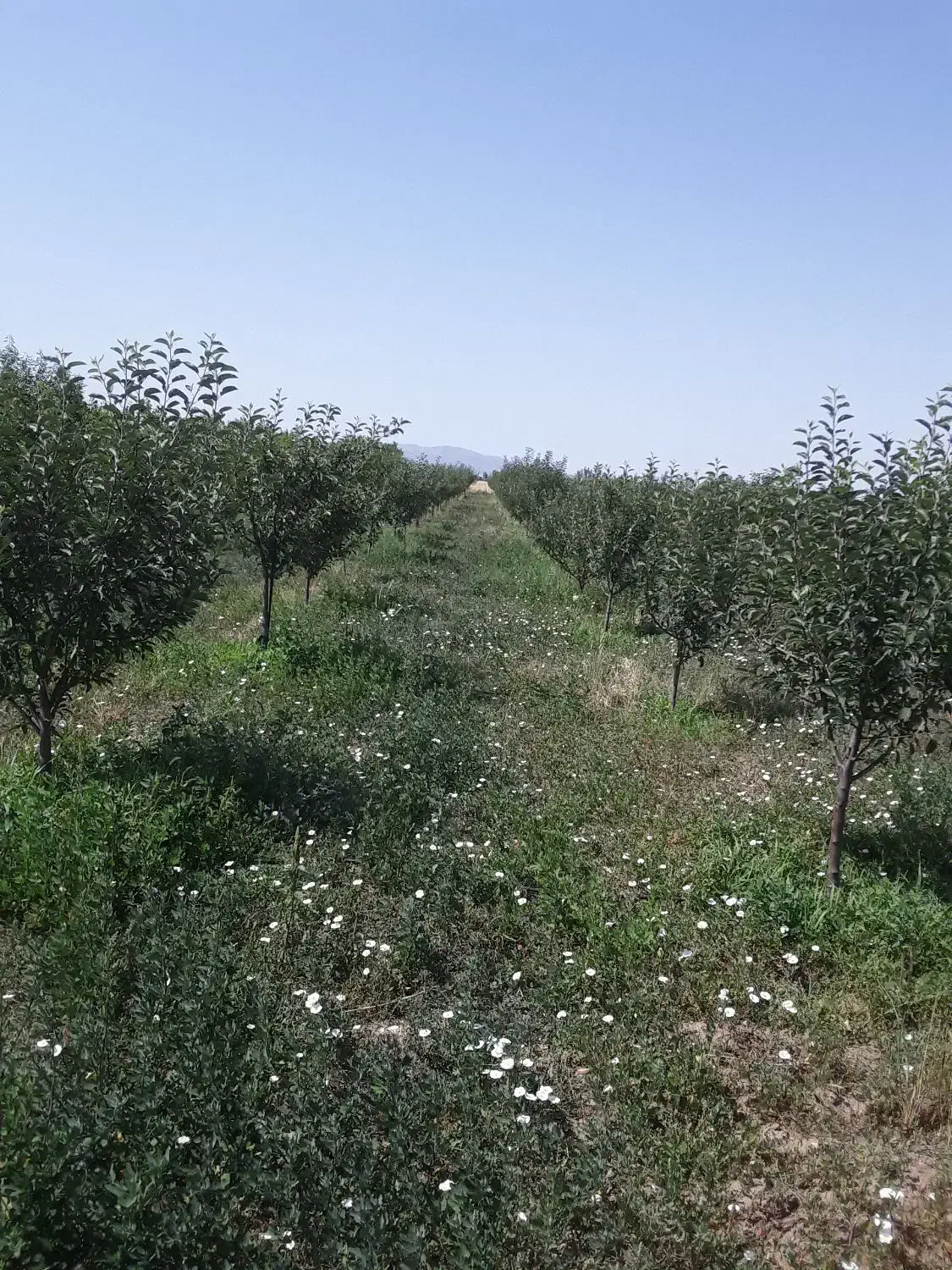 باغ|فروش زمین و ملک کلنگی|هیر, |دیوار