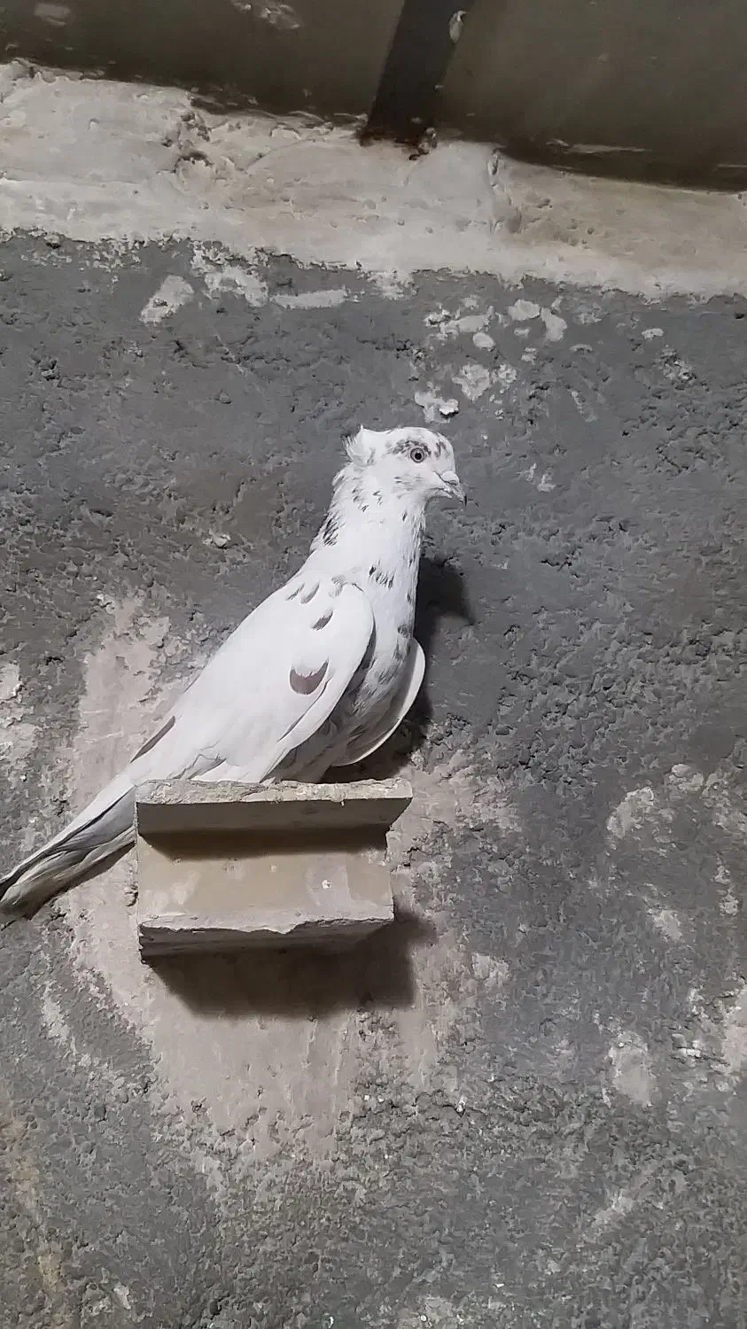 کفتر|حیوانات|تاکستان, |دیوار