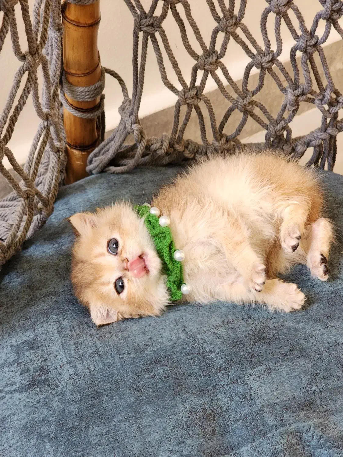 گلد نر|گربه|تهران, جوادیه تهرانپارس|دیوار