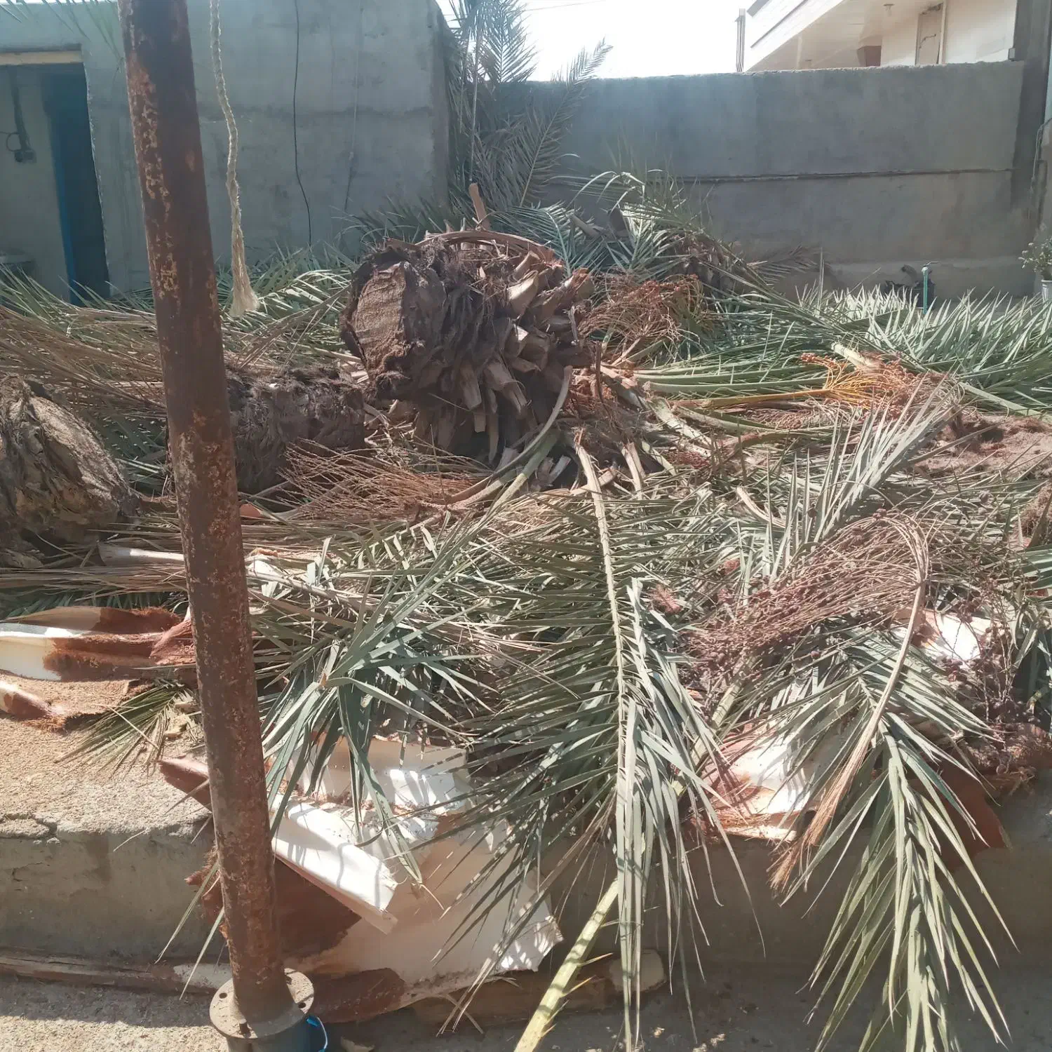 برش نخل قطع درخت (بریدن درخت)|خدمات باغبانی و درختکاری|بندر کنگان, |دیوار