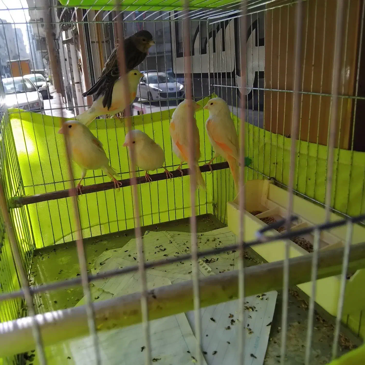 قناری نر و ماده|پرنده|آمل, |دیوار