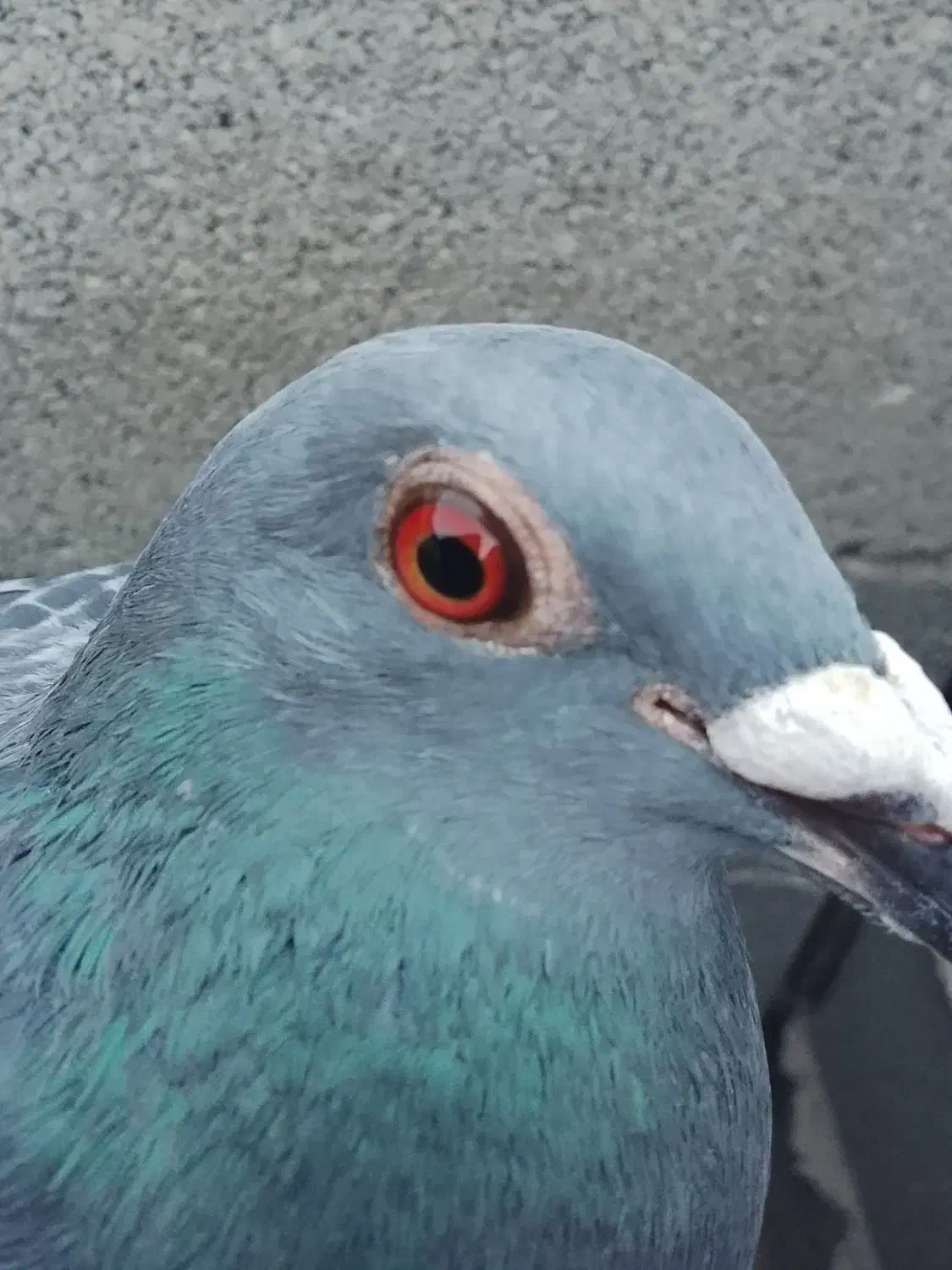 کبوتر مسافتی|پرنده|تاتار علیا, |دیوار