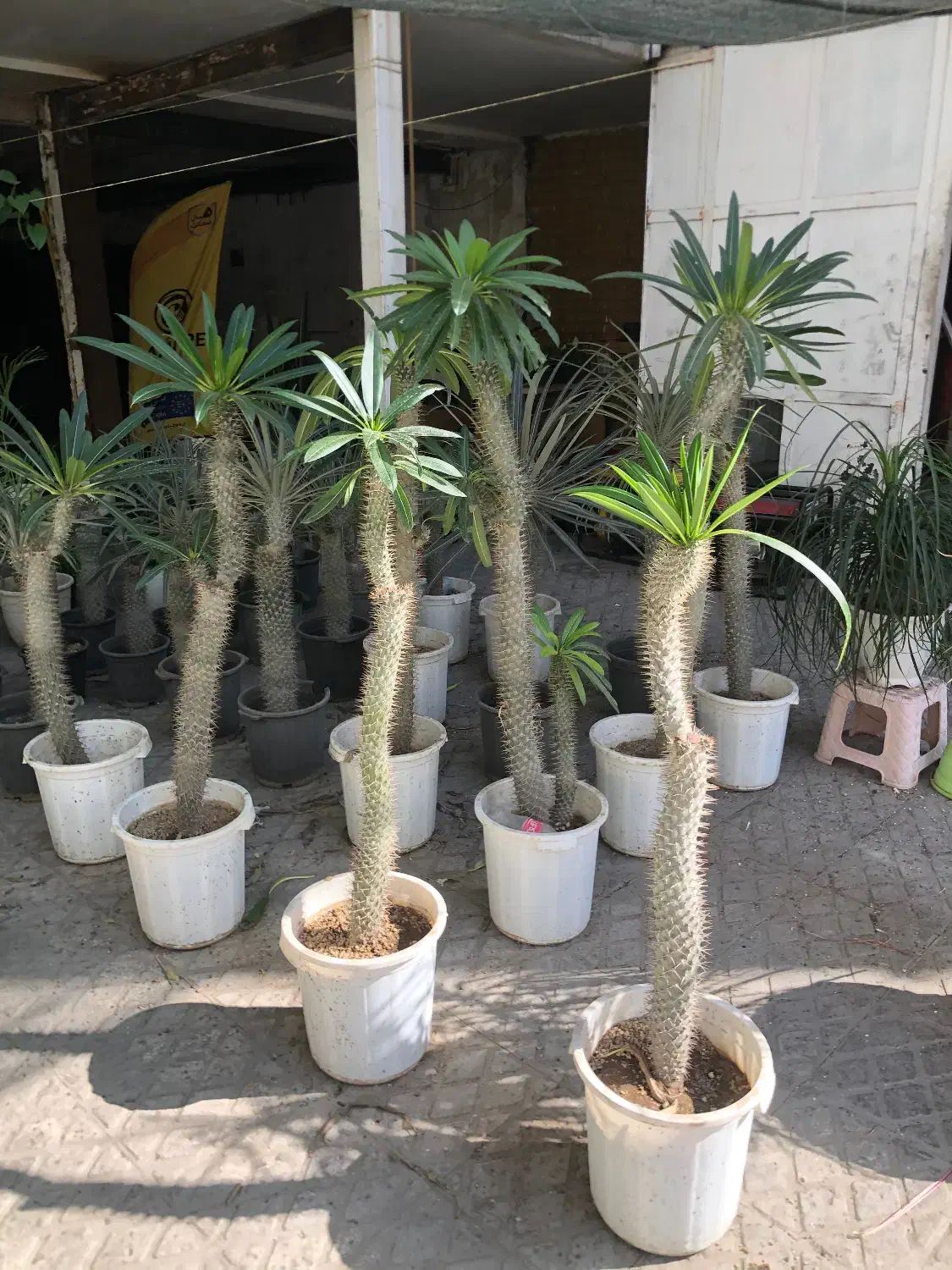 نخل ماداگاسکار کاکتوس|گل و گیاه طبیعی|تهران, شهران جنوبی|دیوار