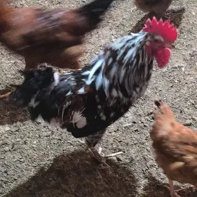 خروس|حیوانات مزرعه|یاسوج, |دیوار