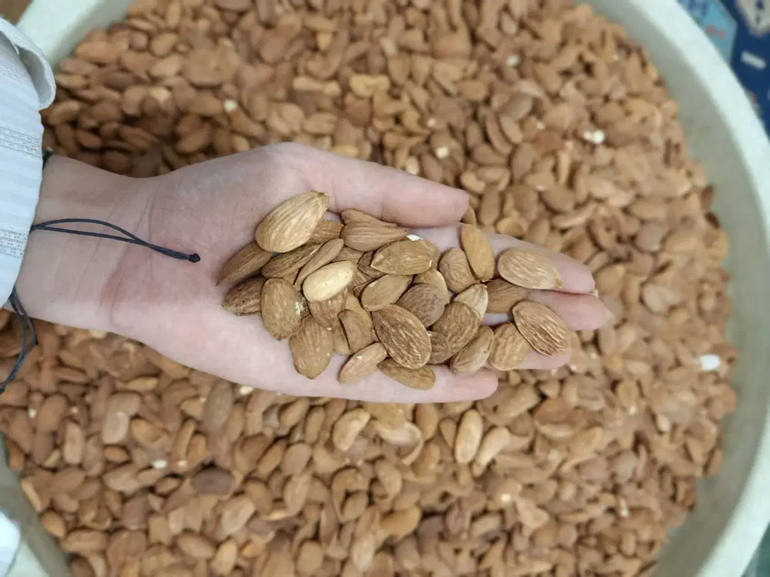 تغذیه بادام زرین ایرانی بدون تلخ|خوردنی و آشامیدنی|قم, شهرک امام حسن|دیوار