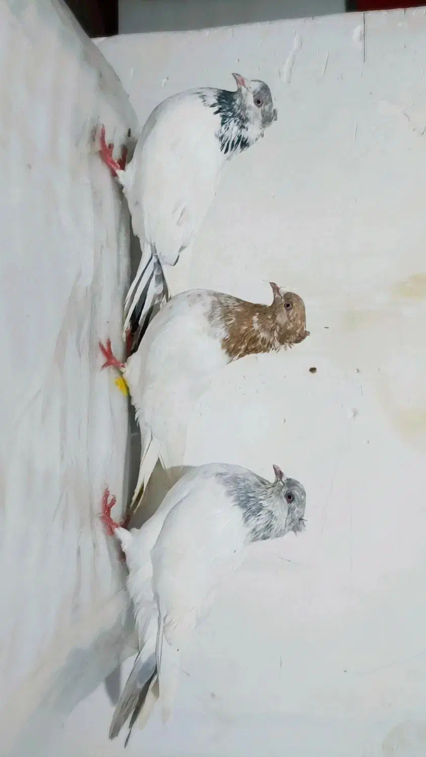 کبوتر|پرنده|سقز, |دیوار