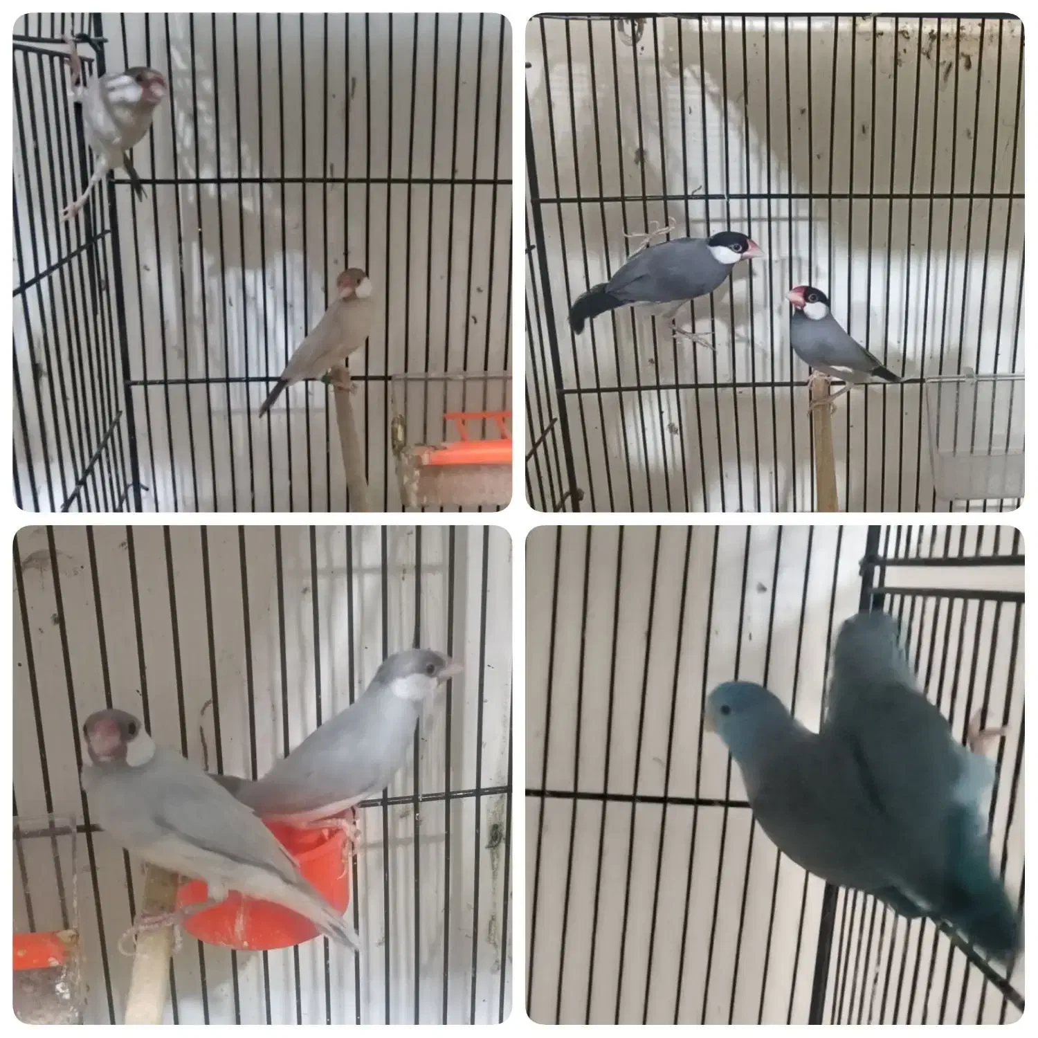 طوطی پروتلت و فنچ نرگسی شکلاتی و سیلور و ابلغ|پرنده|قوچان, |دیوار