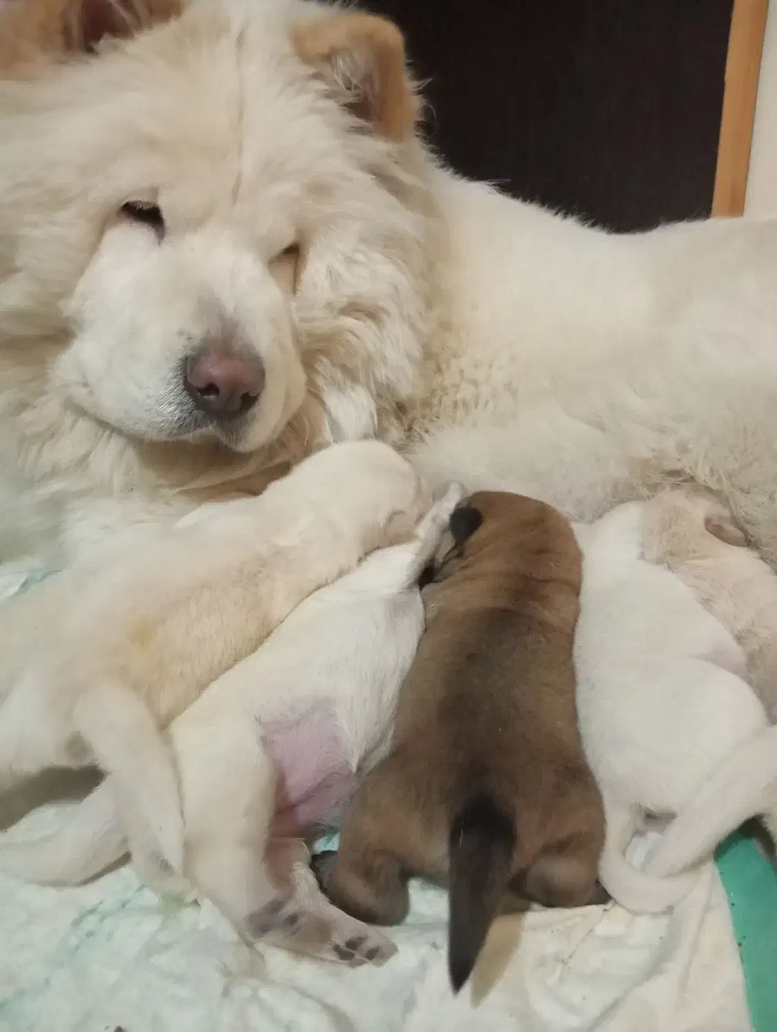 توله چاوچاو چمپیون وارداتی|سگ|تهران, لویزان|دیوار