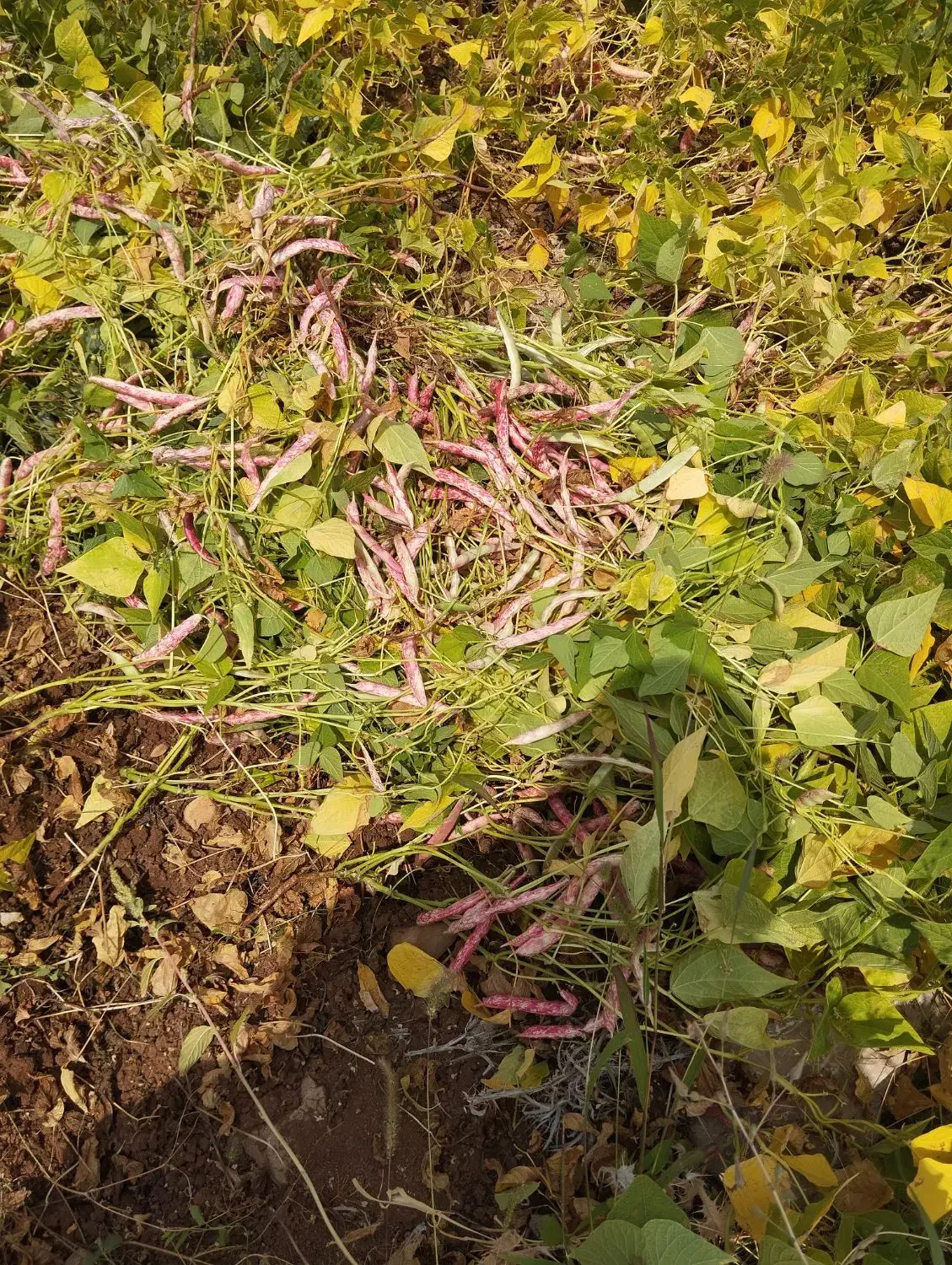 لوبیاچین|خوردنی و آشامیدنی|اردل, |دیوار