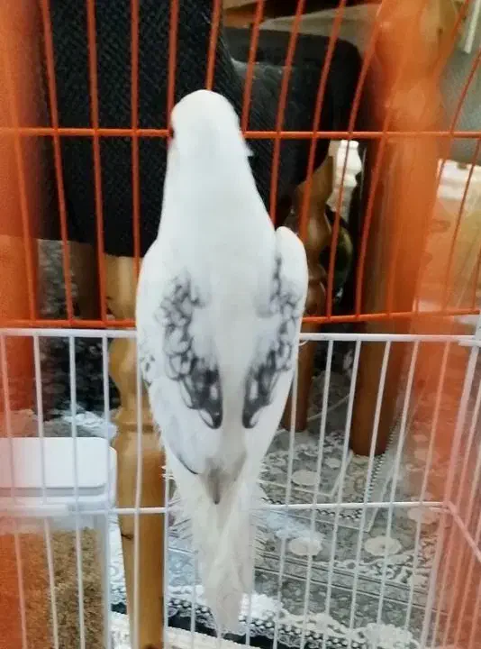 جفت عروس هلندی رنگ خاص|پرنده|ساری, |دیوار