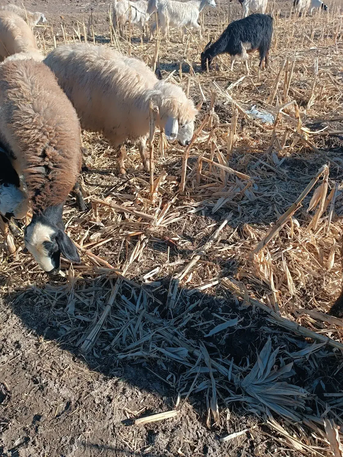 فروشی|حیوانات مزرعه|صوغان, |دیوار