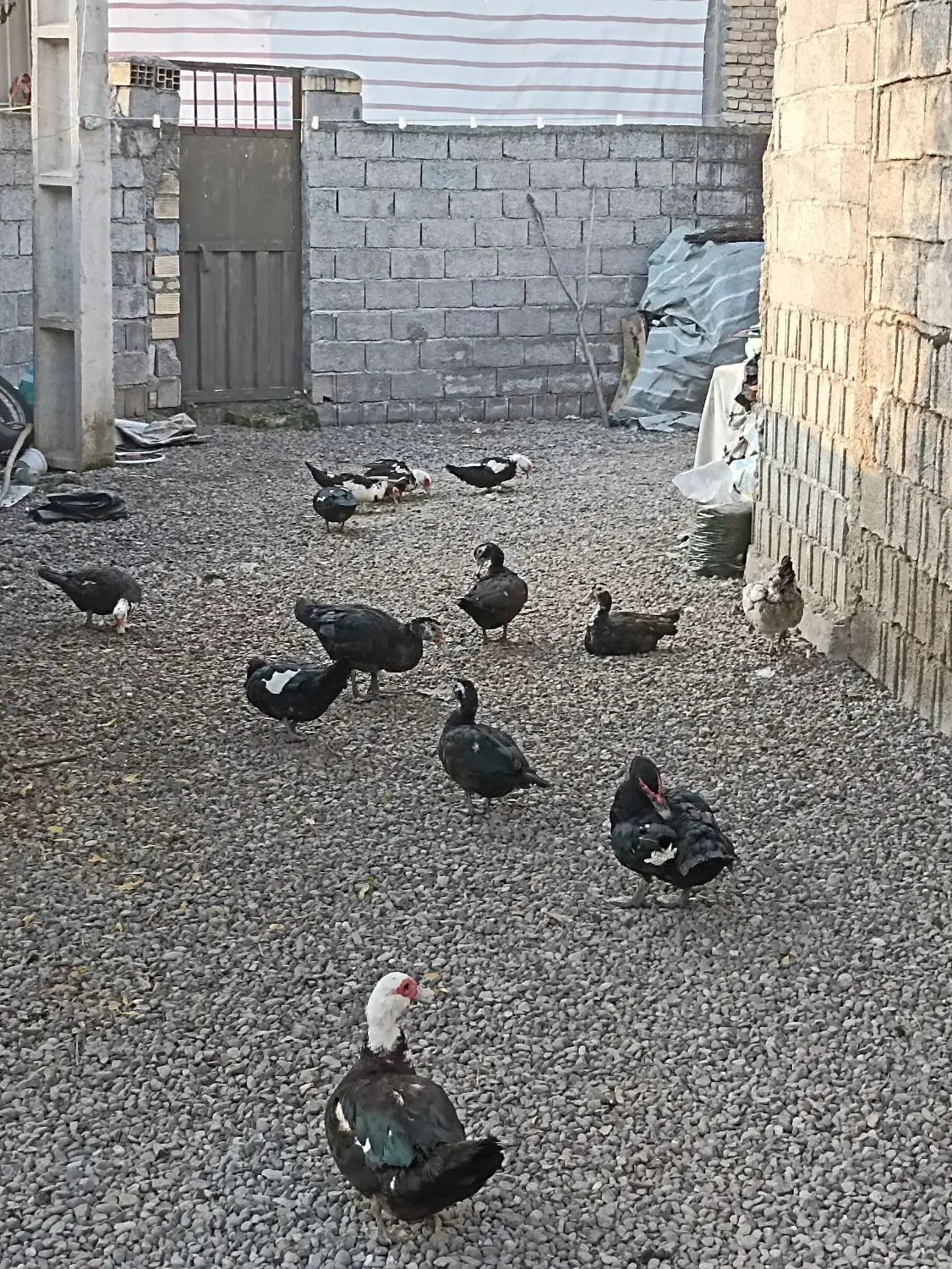 اردک اسرائیلی|حیوانات مزرعه|املش, |دیوار