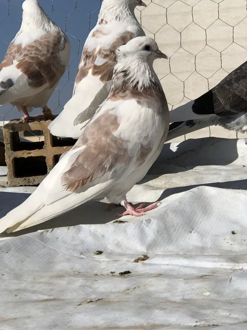 جوجه کبوتر|پرنده|هشتگرد, شهرک وحدت|دیوار