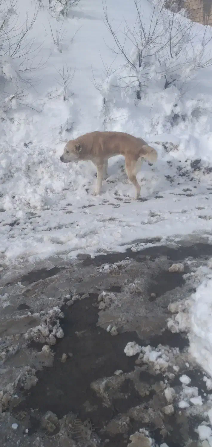 سرابی|سگ|رشت, دروازه لاکان|دیوار