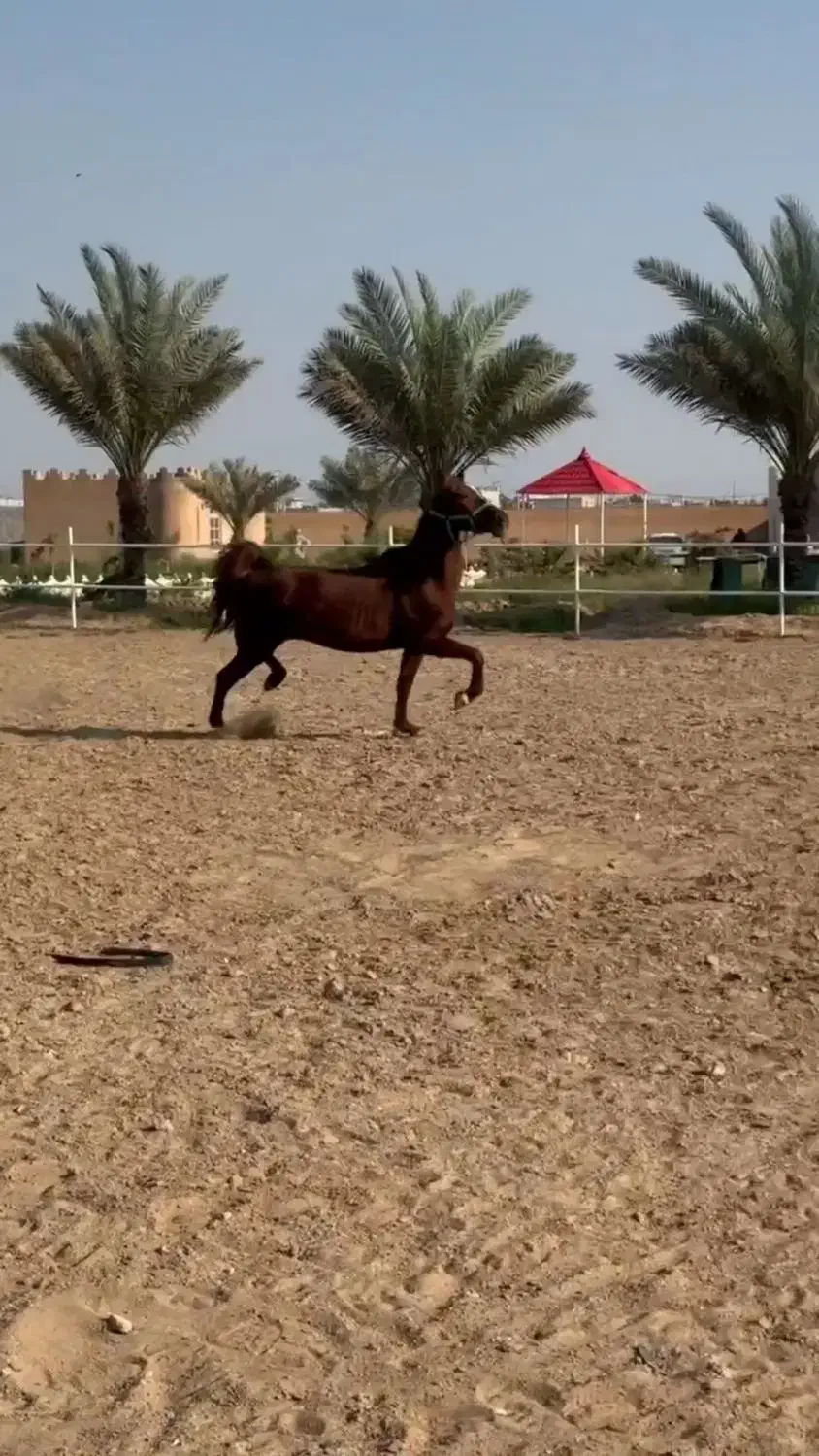 مادیون نژاد عرب ترکیه اصل آبستن|اسب و تجهیزات اسبسواری|برازجان, |دیوار