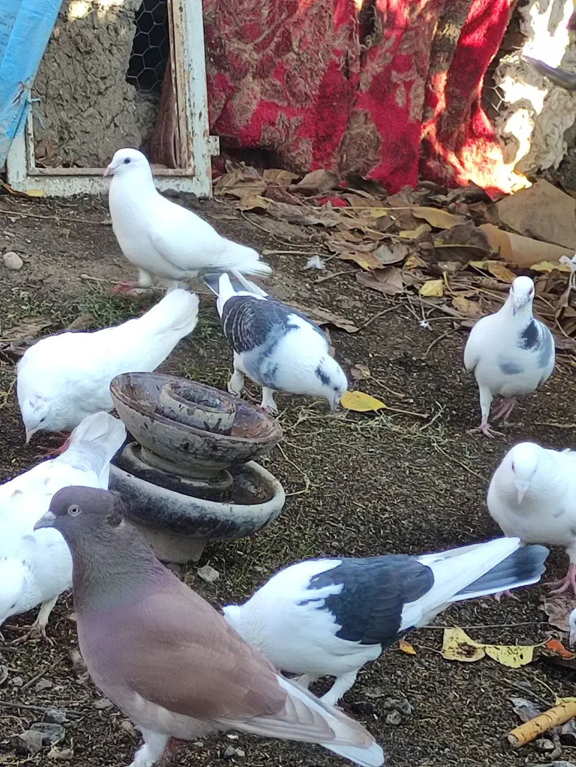 انواع کبوتر|پرنده|آق قلا, |دیوار