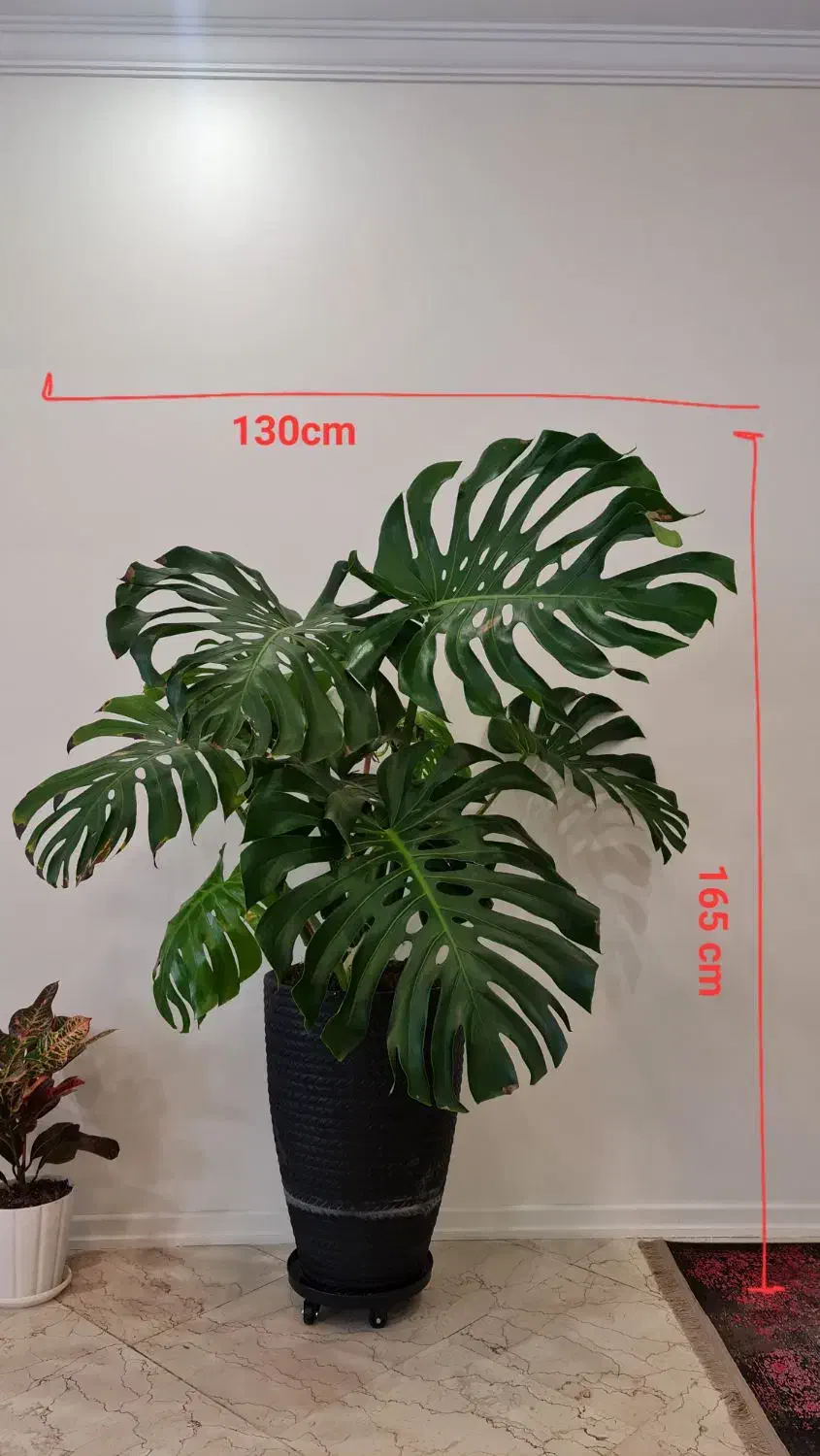 گلدان مونسترا (برگ انجیری)سایز خیلی بزرگ|گل و گیاه طبیعی|تهران, سازمان برنامه جنوبی|دیوار