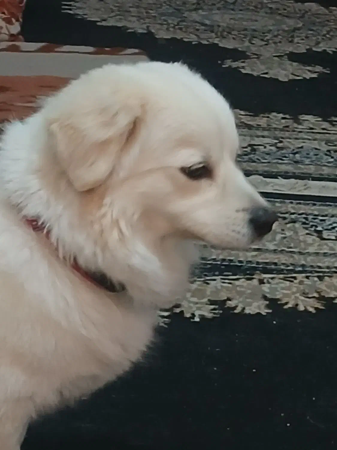 واگذاری سگ اشپیتز|سگ|ماهدشت, |دیوار