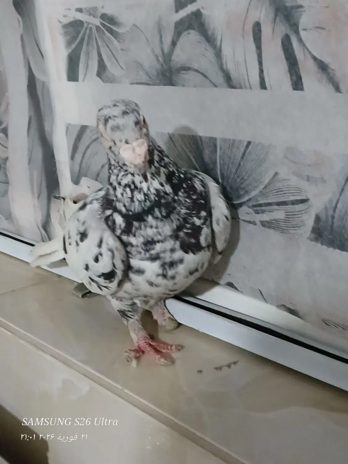 کفتر پرشی|پرنده|نیشابور, امام خمینی|دیوار