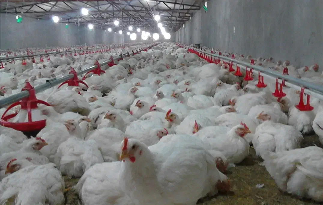 فروش مرغداری پلدختر،واشیان|فروش دفتر صنعتی، کشاورزی، تجاری|رومشکان, |دیوار